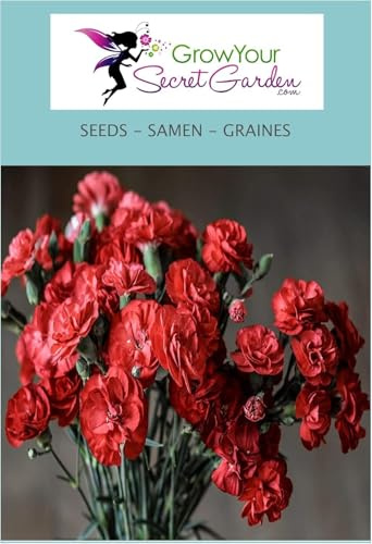Dianthus chabaud - Oeillet mignardise - vivace