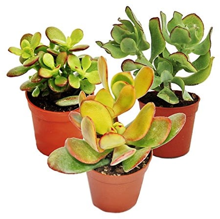 Exotenherz - Geldbaum-Set, 3 verschiedene Crassula-Arten im 5,5cm Topf