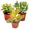 Exotenherz - Geldbaum-Set, 3 verschiedene Crassula-Arten im 5,5cm Topf