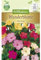 Chrestensen Wunderblume 'Mischung'