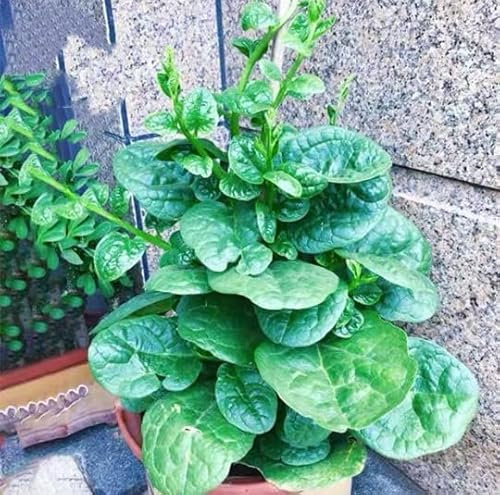 NO-GMO 110 Samen, Green Creeping Malabar Klettern Spinat Blatt Gemüse Samen Schnellwachsende Rebe Erboom Samen