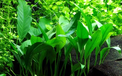 AquaOne Anubias barteri angustifolia I pianta acquatica per acquario, portaradice/rizoma completamente radicato, facile da pulire, decorazione Aquascaping