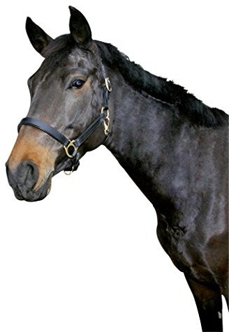 Kerbl Halfter Eco Vollblut, Leder Schwarz, 32256