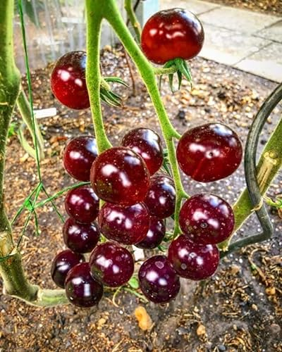 Tomate -Antho Violett/Rot- 10 Samen -Super Lecker & Süß- *Sehr Gesund*