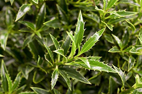 Ilex aquifolium 'Myrtifolia' 25–30 cm – Winterhart, Immergrün, Pflegeleicht – Stechpalme – Heckenpflanze für Garten & Sichtschutz