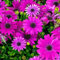 150 pcs Osteospermum ecklonis samen blumen deko flower dachbegrünung bienenweide zimmerpflanzen wenig lichtbedarf gartenblumen mehrjährig winterhart winterharte kübelpflanzen ausgefallene
