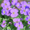 200 Pcs Blaukissen Samen Winterhart Mehrjährig - Aubrieta Cultorum - Seltene Pflanzen, Wohnzimmer Deko Blaukissen Pflanzen Samen, Blumensamen Balkon, Winterharte Kübelpflanzen Bienenweide