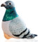 QYEHF Kuscheltier Taube, Plüschvogel Spielzeug, Realistische Plüschtier für Wilde Tiere, Geschenk für Freunde und Kinder, 20 cm