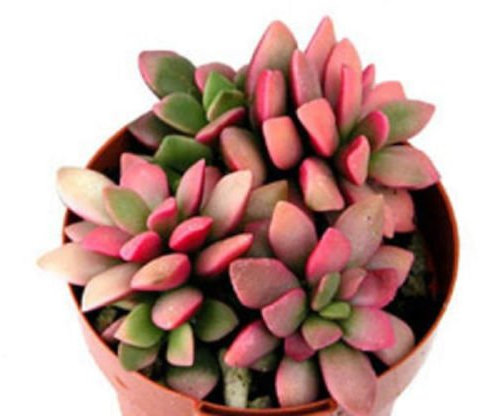 Anacampseros-rufescens-variegated-arco iris-color suculenta-cactus-semillas semilla-50-