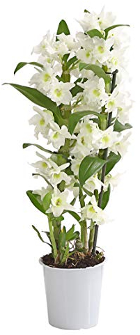 Dehner Traubenorchidee, üppige weiße Blüten, ca. 40-50 cm, Ø Topf 12 cm, Zimmerpflanze