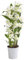 Dehner Traubenorchidee, üppige weiße Blüten, ca. 40-50 cm, Ø Topf 12 cm, Zimmerpflanze