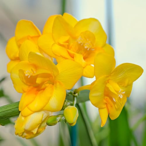 5 pcs freesien bio zwiebeln - frühblüher zwiebeln Hydrokultur blumenwiese, gartenblumen winterharte stauden blumenzwiebeln mehrjährig winterhart zimmerbonsai bonsai