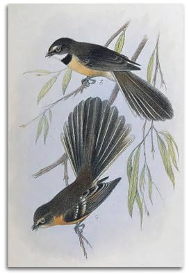 ZCJYMX Tier-Poster, lustiges Retro-Poster, ausgestorbener Vogel, Lord Howe, Fantail, Marvel-Poster, dekorative Malerei, Leinwand, Wandposter für Schlafzimmer, Dekoration und Kunstdruck, moderne