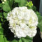 geranien samen hängend blumensamen zimmerpflanzen stauden winterhart mehrjährig deko bodendecker winterhart mehrjährig zimmerbonsai bonsai balkonpflanzen winterhart dekoration 50pcs