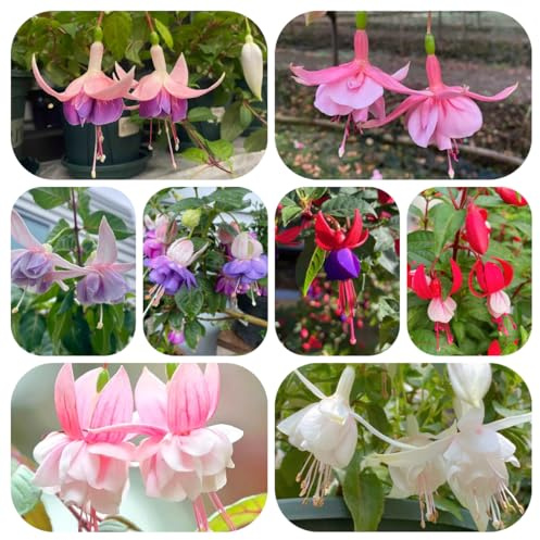 fuchsien winterhart, garten bio, für draußen wild alte sorten 150samen