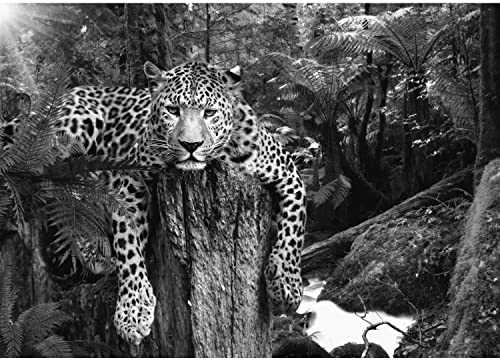 Runa Art Papier peint intissé Leopard Afrique 352 x 250 cm Toison Mur XXL Tableaux Muraux Tapisserie Photo Décoration Murale Salon Chambre Noir et blanc 9201011c