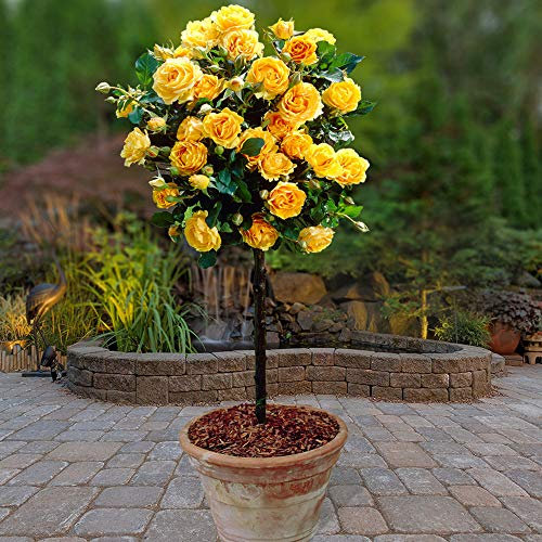 You Garden - 2 x Patio Standard Yellow Roses - Pair of Yellow 60-70cm Tall Bare Root - Rose Bushes for Gardens