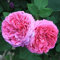 ADB Inc DD Erbstück rosa Damast 50 Samen Rose Bush Blumensamen