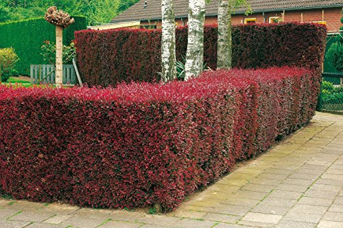 GARTEN SCHLÜTER® Blutberberitze Atropurpurea - 30-50 cm - 3 Liter | Heckenpflanze Berberitze winterhart - Gartenhecke Sichtschutz - 1 Pflanze im Container