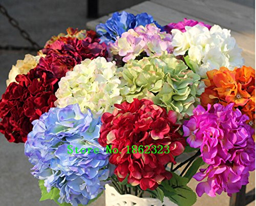Heiß! 20 Farben 300 Hydrangea Samen / bag Hydrangea Blumensamen vergossen Geranien Balkon Hortensie Innenpflanzensamen