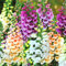 Buy4seeds Digitalis Foxglove Foxy Mixed Colors 8000 Seeds Perennial Flower Easy to Grow Garden Yard Patio