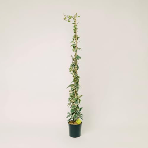 Plantì Hedera Algeriensis Glorie de Marengo | Edera Rampicante da Esterno in Vaso 19 cm, Altezza 150 cm | Piante da Giardino, Rampicanti da Esterno, Concimazione 6 Mesi con Plantì