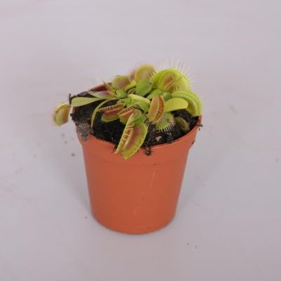 1 Pianta di Dionaea Muscipula su vaso cm 9 MODIPITRE