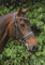 Hans Melzer Horse Equipment Kandare Hamburg LACK, schwarz/silber, Vollblut