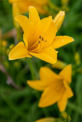Hemerocallis x cult. 'Thumbelina' ca. 11x11 cm Topf - Taglilie, gelbe Blüten, Blütezeit Juni-August, ideal für Rabatten, pflegeleicht und winterhart