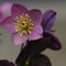 125 pcs christrose samen - gartenpflanzen winterhart christrosen, stauden winterhart mehrjährig, balkonpflanzen winterhart winterharte pflanzen blumensamen geschenk indoor garten winterharte
