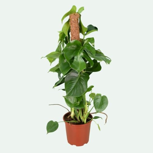 Monstera deliciosa (Fensterblatt) – große, pflegeleichte Zimmerpflanze – ikonisches Fensterblatt für grüne Atmosphäre – Topf Ø 19 cm, ca. 70 cm hoch