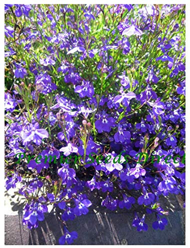 PREMIER SEEDS DIRECT - Lobelia Seeds - Trailing - Sapphire (0.4 Grams)