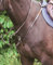 Hans Melzer Horse Equipment Vorderzeug Bad Harzburg, braun/silber, Volblut/Warmblut