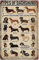 Types of Dachshunds Dog Knowledge Jigsaw Puzzle for Adults 1000 Piece - Dachshunds Lover Gift, Family Decoration, Kids Toy 29.5''x19.6''