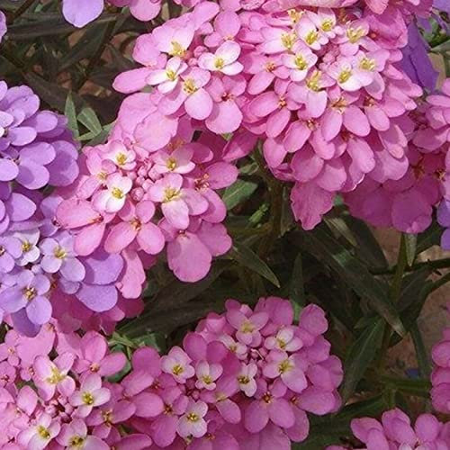 Piante Floreali Sortiment, Iberis Amara Semi di Fiori Non GMO Mix Color Recintion Yard Piantatura Piantine di Fiori Ape Piantine di Fiori Semi 1size