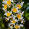 500 pz Semi di orchidea Dendrobium nobile - semi di fiori selvatici semi di prato copertura del terreno resistente perenne Saen orchidee, vaso per piante fiori prato