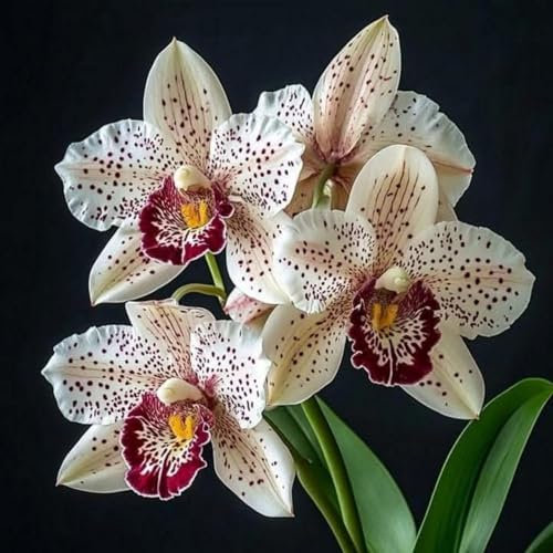Cymbidium Bulbs/Cymbidium Orchid Plants/Hardy Perennial/Plants UK/Excellent Display-3 Bulbs-B