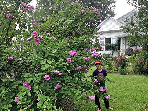 Hibiscus syriacus Violet Satin 10 graines