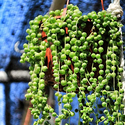 Fleischfressende Pflanzen Kaufen Samen Sukkulenten Topf Succulent Plants - Erbsenpflanze Senecio Rowleyanus Seltene Pflanzen Serie - Garten DachbegrüNung Samen HäNgepflanze Echt Dekopflanzen 500
