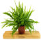 Boston Fern Indoor Plant - Nephrolepis Exaltata in a 12cm Pot