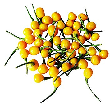 Aji Charapita Hot Pepper 1000 Seeds - Bulk Delivery from Germany