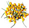 Aji Charapita Hot Pepper 1000 Seeds - Bulk Delivery from Germany