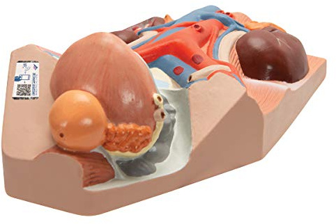 3B Scientific Menschliche Anatomie - Harnapparat, männlich, 0,75-fache natürliche Größe + kostenlose Anatomie App - 3B Smart Anatomy