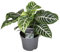 Plant in a Box - Aphelandra squarrosa 'Zebra Pflanze' - Zimmerpflanze - Tropisch - Spezielle Blattstruktur - Topf 13cm - Höhe 25-45cm