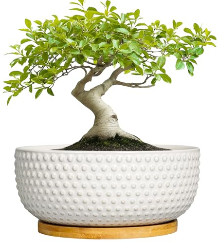 EPFamily Sukkulentententöpfe 20,3 cm – Bonsai-Pflanzgefäße aus Keramik für Zimmerpflanzen, Blumentopf mit Ablaufloch und Untersetzer, Flacher runder Blumentopf, Moderne Raumdekoration, Geschenke für