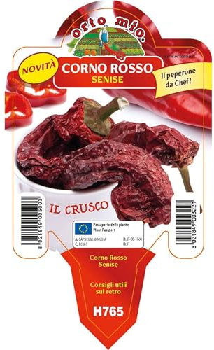 Pianta vera di Peperone corno rosso Senise/Crusco - Diametro Vaso Ø 10 cm