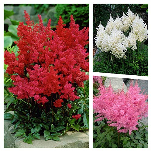 3 x Astilbe arendsii Kollektion (Winterhart/Stauden/Staude/Mehrjährig) Prachtspiere - in Rot Rosa Weiß - Farbige Blütenwolken für schattige Beete - Sehr Bienenfreundlich - von Stauden Gänge