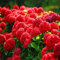 Aamish 50 Stück Rote Hortensie Blumensamen