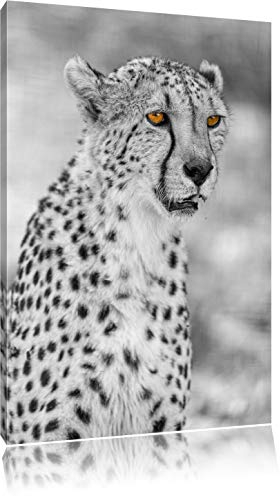 ausgewachsener Gepard schwarz/weiß auf Leinwand, XXL riesige Bilder fertig gerahmt mit Keilrahmen, Kunstdruck auf Wandbild mit Rahmen, günstiger als Gemälde oder Ölbild, kein Poster oder Plakat