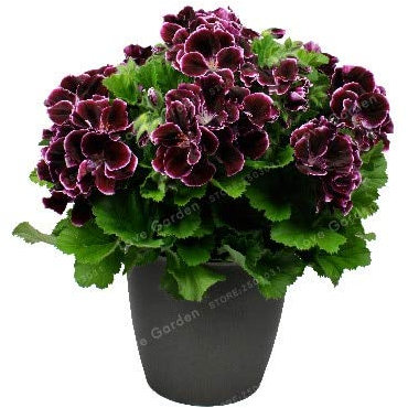 Sumpf frisch 100 Stück Geranie Blumensamen zum Pflanzen lila